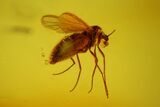 Fossil Flies (Diptera) and Beetle (Elateroidea) In Baltic Amber #170058-1